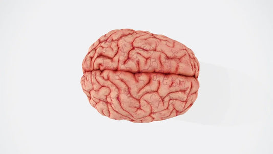 Realistic 3D human brain model with detailed gyri and sulci on white background